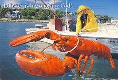 Cape Cod Lobster