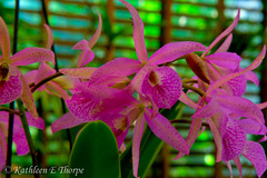 Orchid HDR Explore December 29, 2011 #483