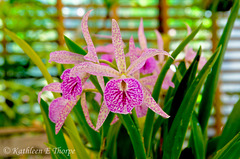 Just Another Orchid HDR