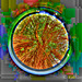 Banyan Tree - Circular Fisheye - HDR image with interior of lens body visible surrounding image.