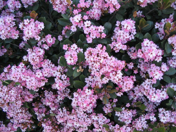 Pink flowers, Redondo Beach CA
