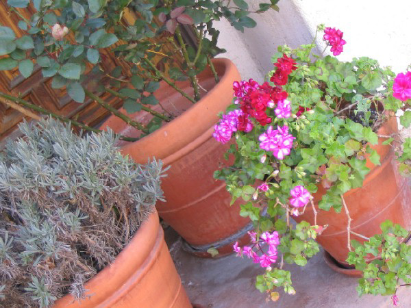 Flower pots, Redondo Beach CA