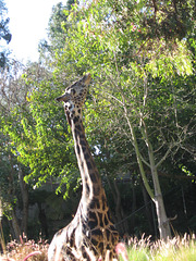 Giraffe, LA Zoo
