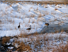 Canada Geese in the Preserve