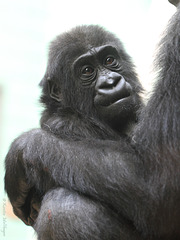 Gorillamädchen Mawenzi (Wilhelma)