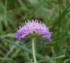 Knautia arvensis (10)