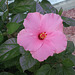 2010 Nov 10 Gracie - Seminole pink Hibiscus