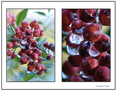 Iced Nandina Berries
