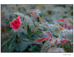Knockout Rose with Heavy Dusting of Frost