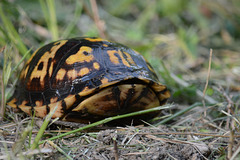 Why it's called a "box turtle"