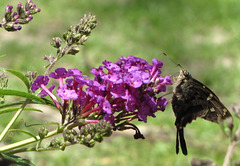 Butterfly + delectable purple flowers=Photo op heaven! Day 10