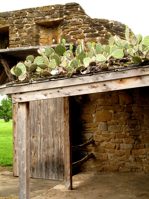 Shed Roof Cactus