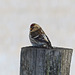 One more Redpoll