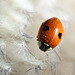 Lucky Ladybug - this one's for you, Doug!