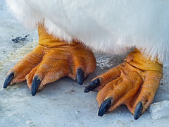 Penguin feet