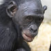 Bonobomädchen Nayembi (Wilhelma)
