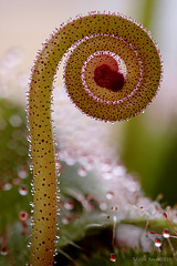Drosera aliciae flower scape