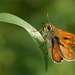 Large Skipper (Ochlodes faunus) butterfly