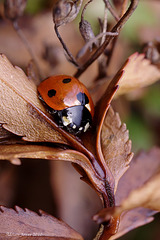 Seven Spot Ladybird (Coccinella 7-punctata)