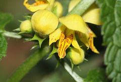 Yellow archangel (Lamiastrum galeobdolon)