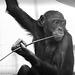 Bonobo (Wilhelma)