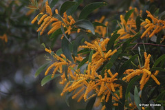 20071003-0165 Acacia auriculiformis Benth.
