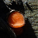 Eyelash fungus / Scutellinia scutellata