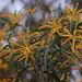 20071003-0172 Acacia auriculiformis Benth.