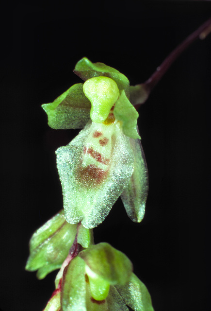 Leochilus ampliflorus Leochilus ampliflorus