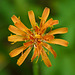 Orange False-dandelion / Agoseris aurantiaca