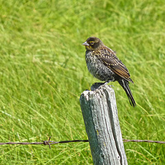 Young Red-winged Blackbird