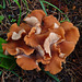 Fungus rosette