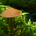 Little parasol in the moss