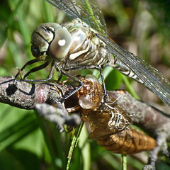 Subarctic Darner female and nymph casing