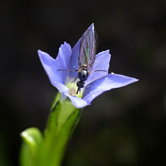 Insect on tiny Moss Gentian