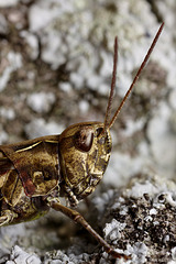 Field Grasshopper (Chorthippus brunneus)