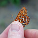 Maybe an Edith's Checkerspot