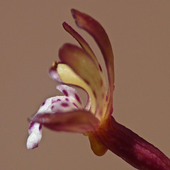 Tiny Spotted Coralroot flower