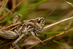 Field Grasshopper (Chorthippus brunneus)
