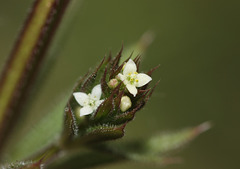 Goosegrass/Cleavers (Galium aparine)