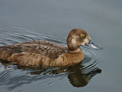 Greater Scaup - or Lesser?