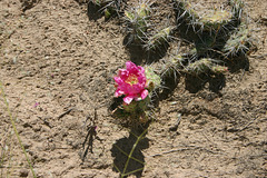 Prickly pear in bloom