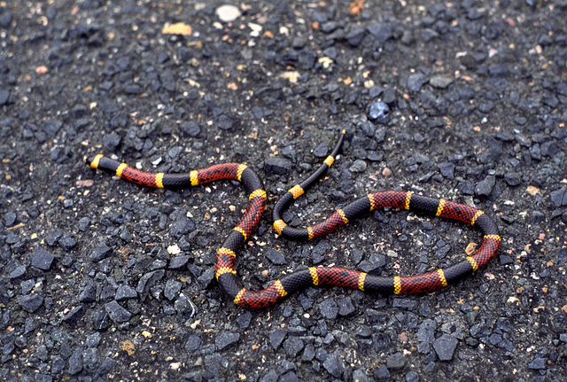 coral snake