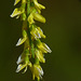 Yellow Sweetclover / Melilotus officinalis