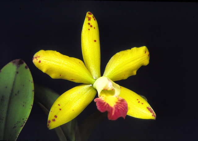 Laeliocattleya Jungle Elf Laeliocattleya Jungle Elf