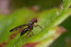 Tiny fly