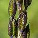 Tall Larkspur seed capsules / Delphinium glaucum