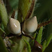 Western Stoneseed seeds / Lithospermum ruderale