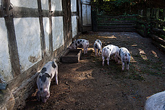 20121008 1473RWw [D~LIP] Osnabrücker Hof, Schweineschuppen, Buntes Bentheimer Schwein, Detmold