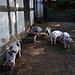 20121008 1473RWw [D~LIP] Osnabrücker Hof, Schweineschuppen, Buntes Bentheimer Schwein, Detmold
